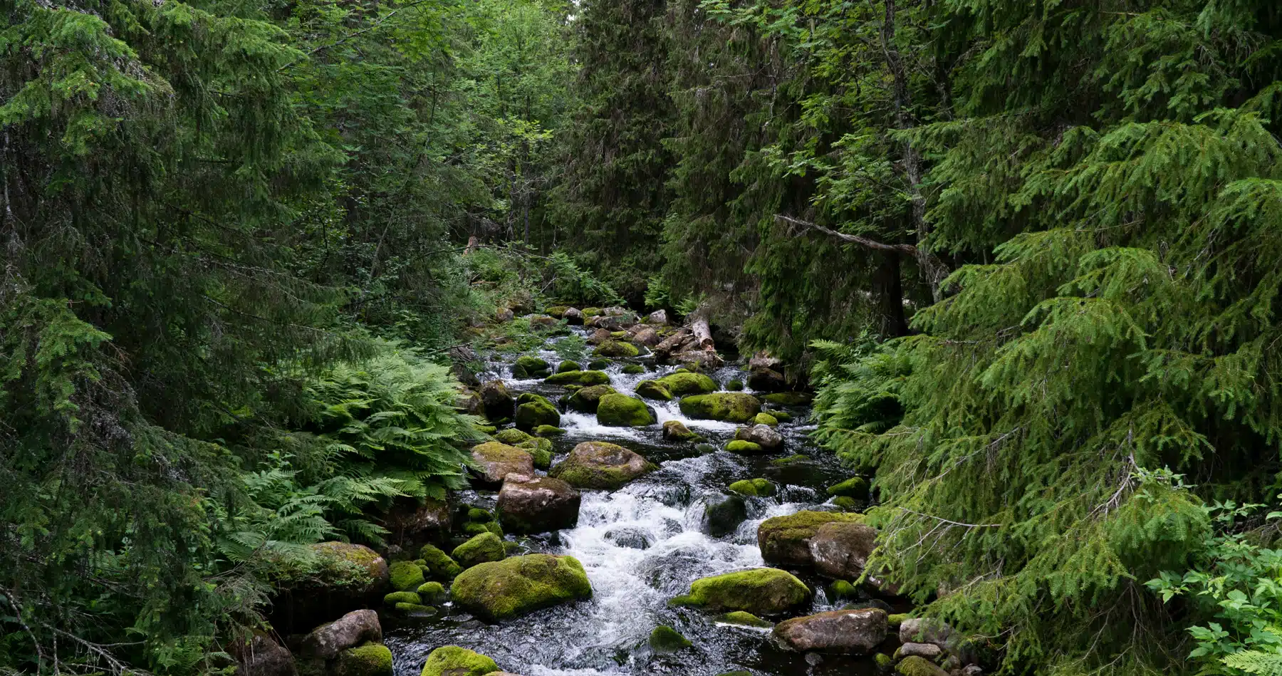 forest and water