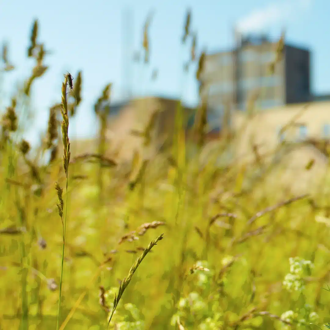 Wild grass and plants in front of a blurred industrial building, symbolizing coexistence