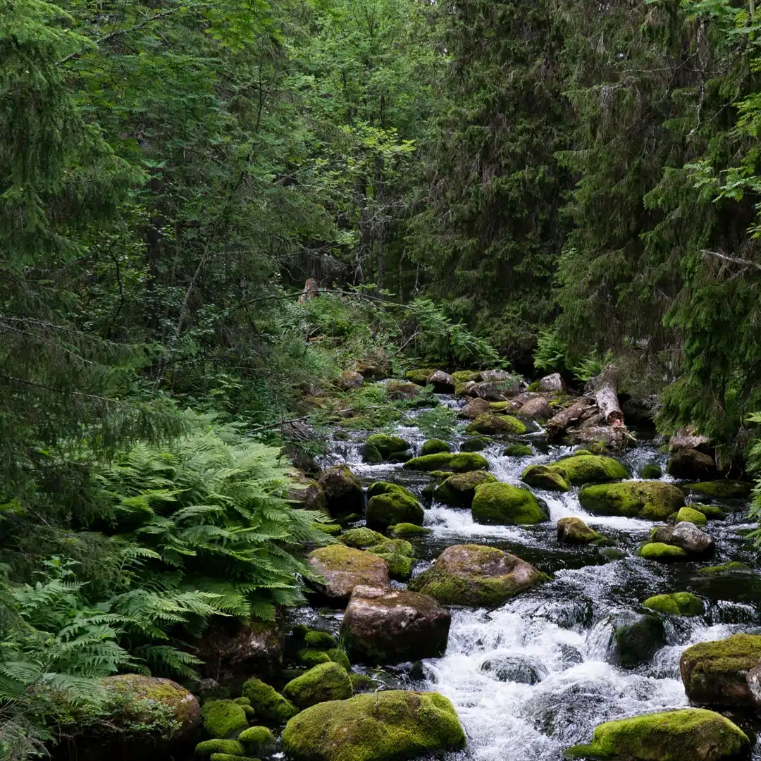 Forest stream surrounded by lush green trees and mossy rocks