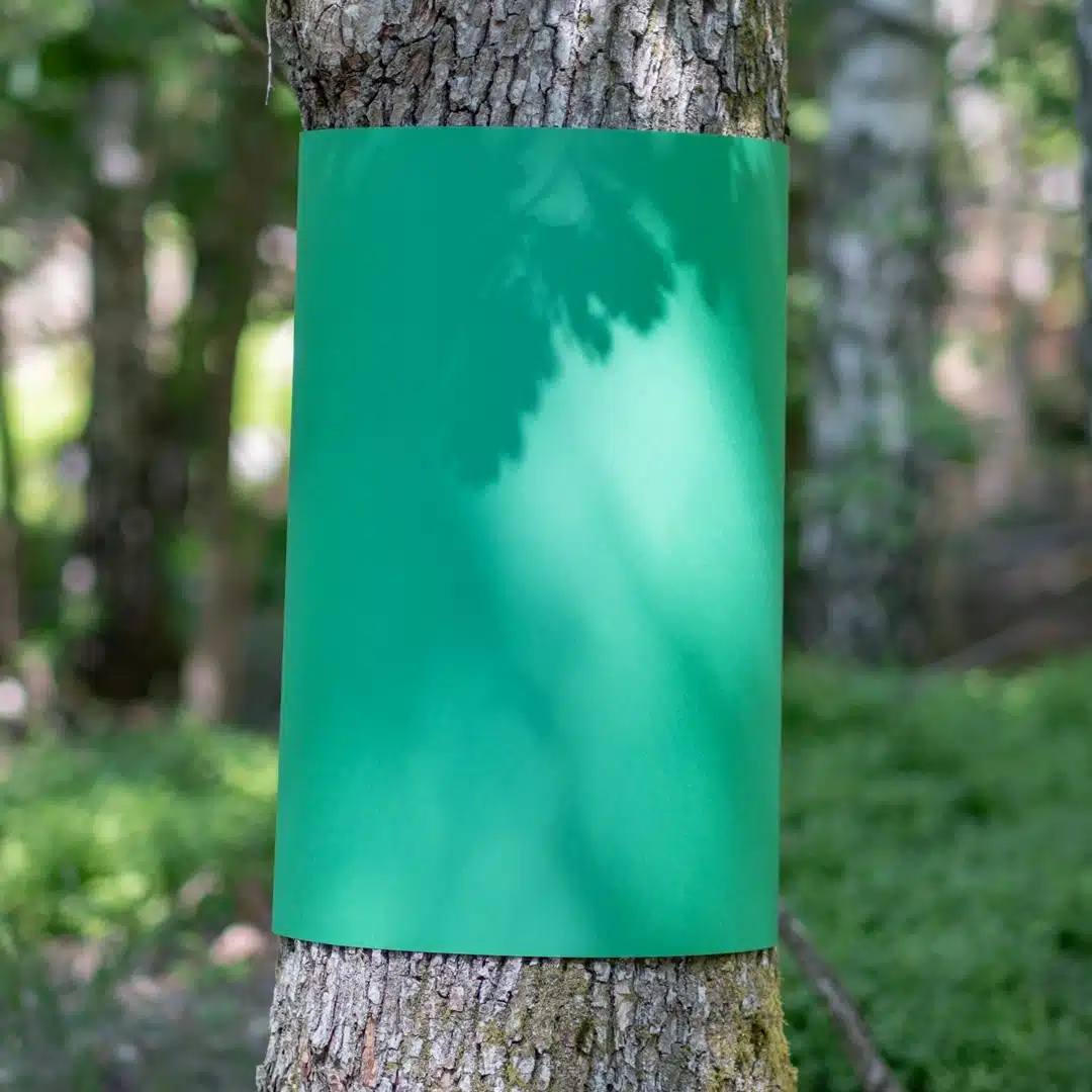 Green FSC-certified paper wrapped around a tree trunk in a forest setting