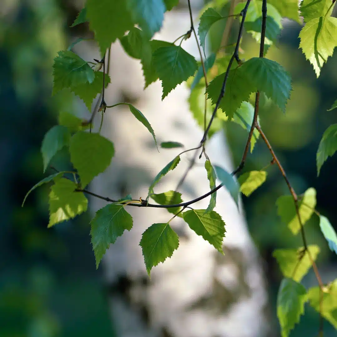 Close-up of birch leaves in sunlight, representing natural raw materials