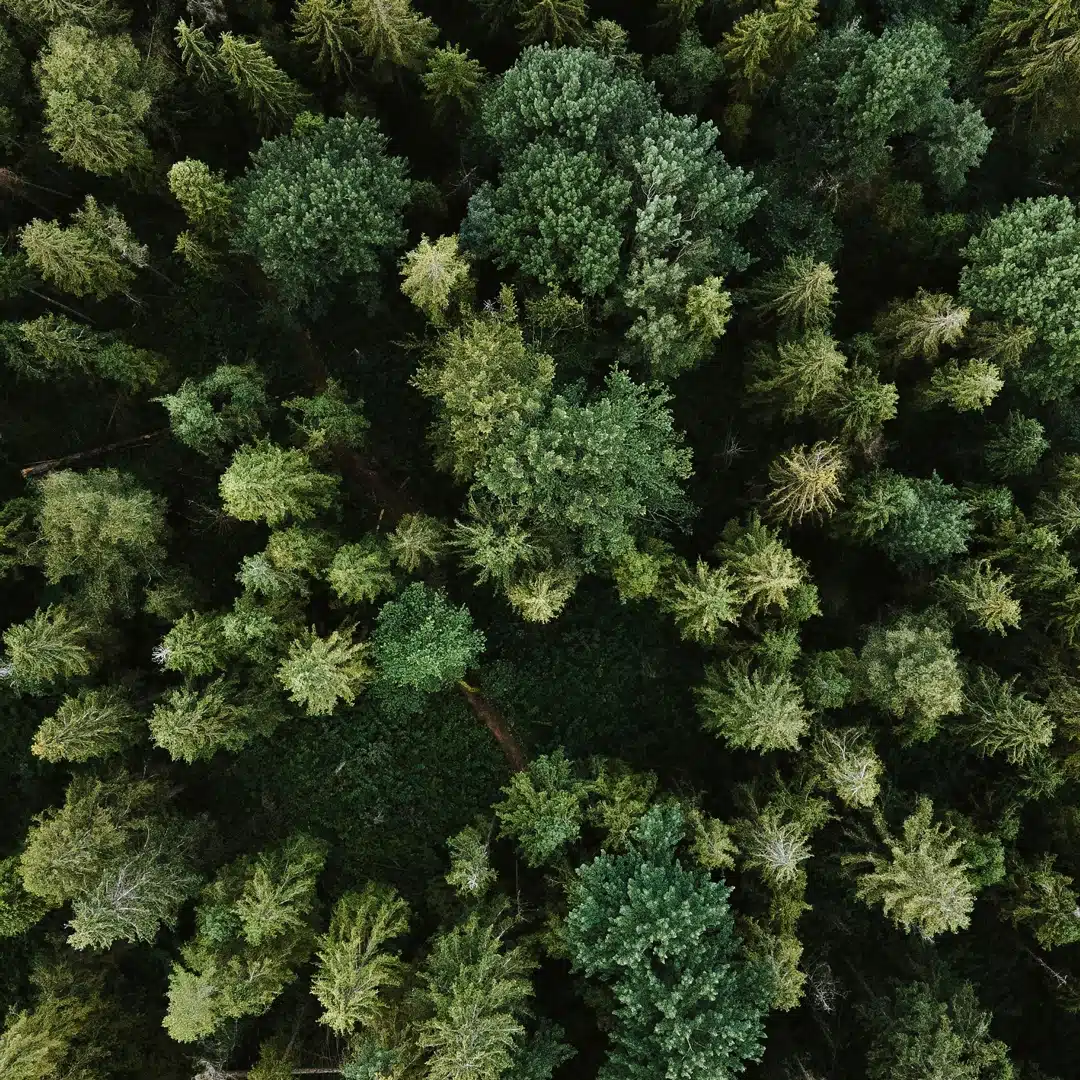 Dense green forest viewed from above, symbolizing sustainability transparency